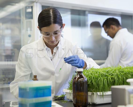 植物组培实验室设计布局SICOLAB